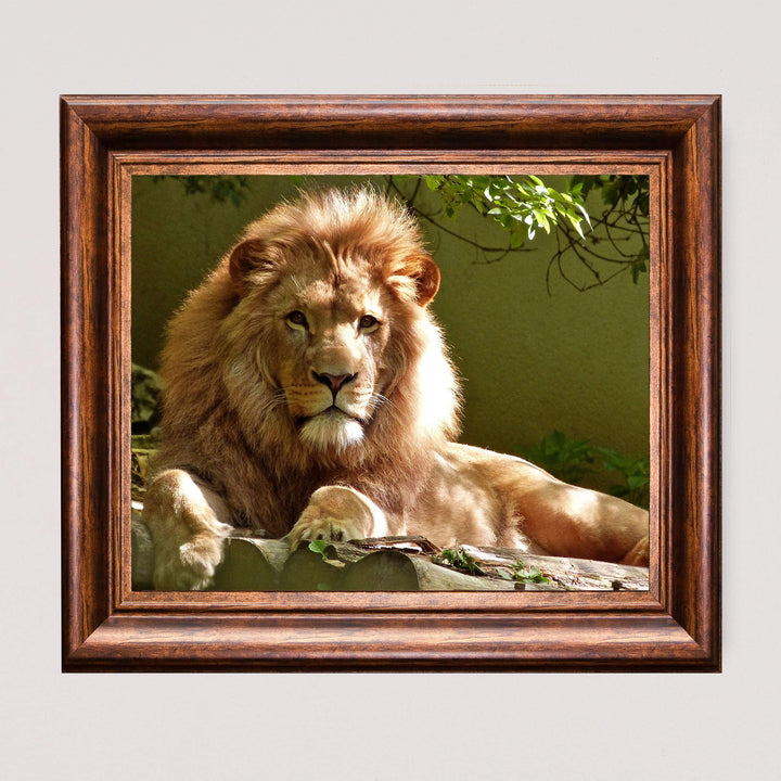 King of the Jungle- Beautiful Lion - 8 x 10 Wall Art- Ready to Frame- Home D?cor, Office D?cor &amp; Wall Prints for Animal, Safari &amp; Jungle Theme Wall Decor. Great Gift for Cat &amp; Safari Lovers.