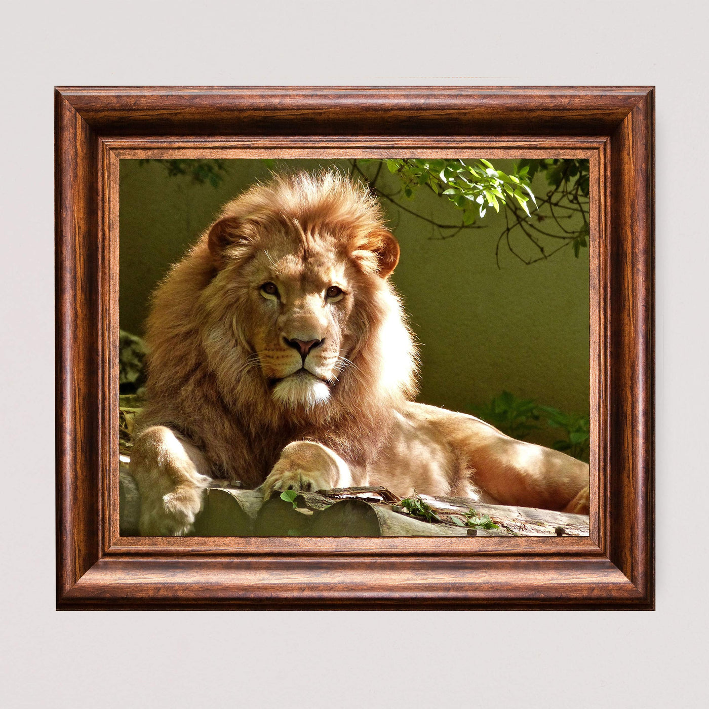 King of the Jungle- Beautiful Lion - 8 x 10 Wall Art- Ready to Frame- Home D?cor, Office D?cor & Wall Prints for Animal, Safari & Jungle Theme Wall Decor. Great Gift for Cat & Safari Lovers.