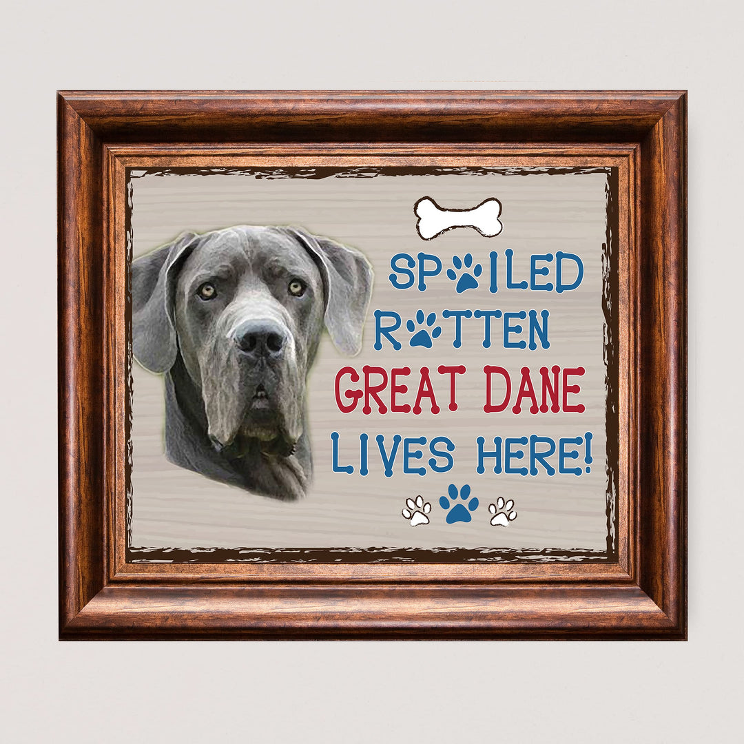 Great Dane-Dog Poster Print-10 x 8" Wall Decor Sign-Ready To Frame."A Spoiled Rotten Great Dane Lives Here". Perfect Pet Wall Art for Home-Kitchen-Cave-Bar-Garage. Great Gift for Great Dane Owners!