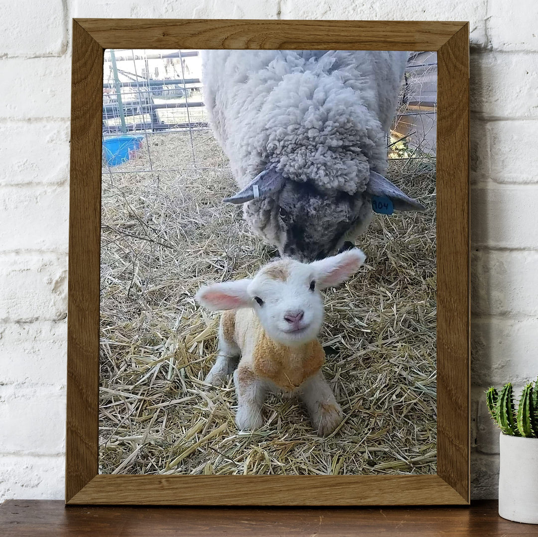 Baby Lamb With Momma Sheep-8 x 10" Funny Farm Animals Print Wall Art -Ready to Frame. Fun Decor for Home-Office-Classroom-Nursery. Perfect Photo for Farmhouse &amp; Animal Themes! Great Christian Gift!