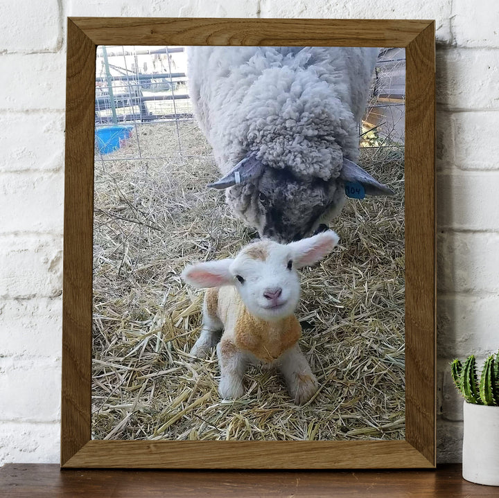 Baby Lamb With Momma Sheep-8 x 10" Funny Farm Animals Print Wall Art -Ready to Frame. Fun Decor for Home-Office-Classroom-Nursery. Perfect Photo for Farmhouse &amp; Animal Themes! Great Christian Gift!