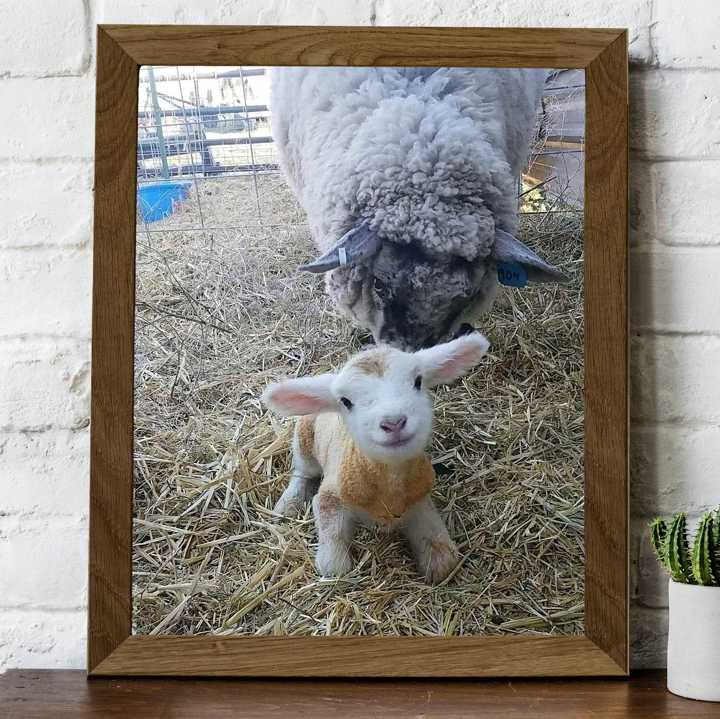 Baby Lamb With Momma Sheep-8 x 10" Funny Farm Animals Print Wall Art -Ready to Frame. Fun Decor for Home-Office-Classroom-Nursery. Perfect Photo for Farmhouse & Animal Themes! Great Christian Gift!