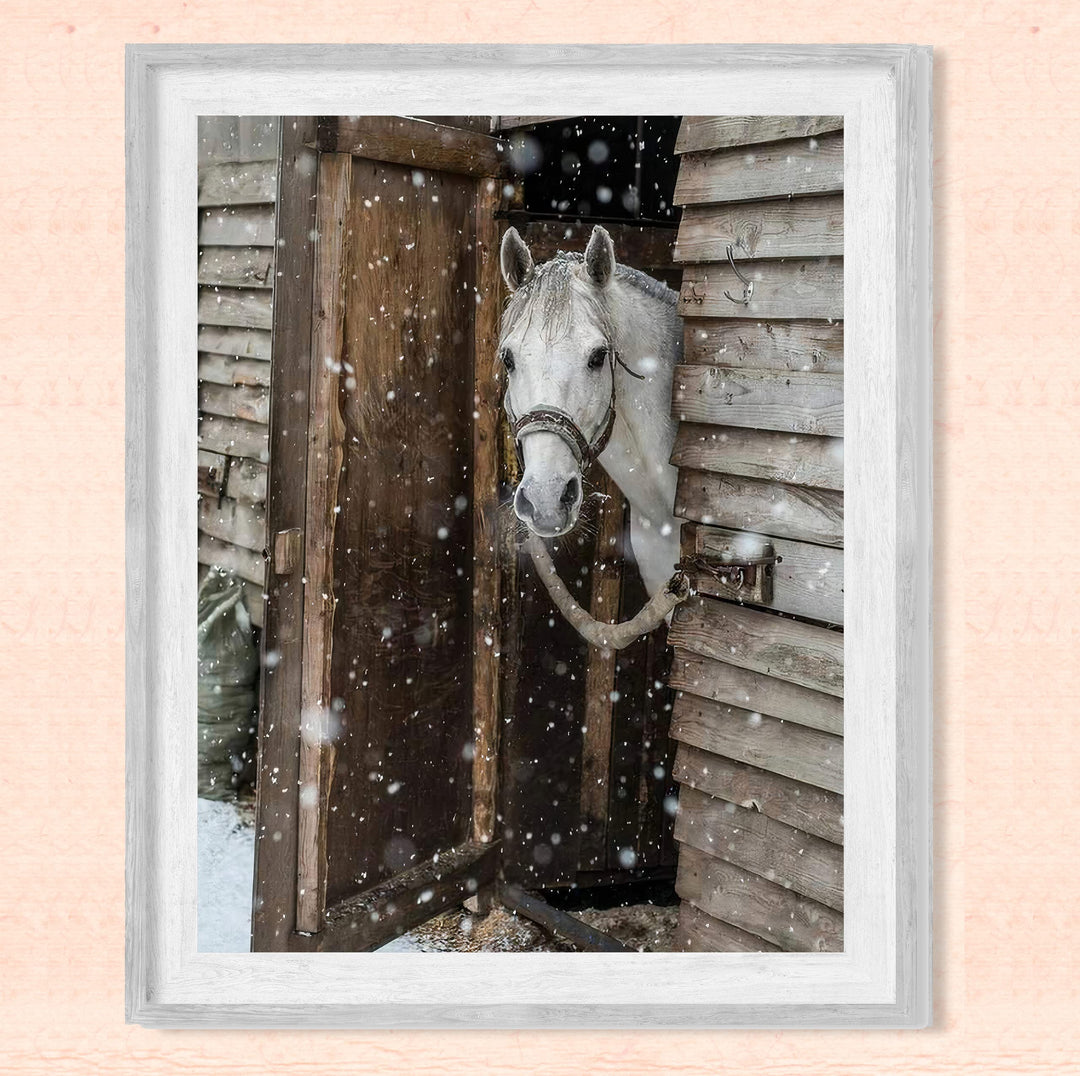 White Horse Peeking Out at the Snow- 8 x 10" Beautiful Country Photo Print Wall Art-Ready to Frame. Home-Office-Bar Decor for Equestrian Themes &amp; Children&