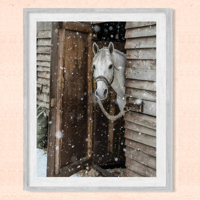 White Horse Peeking Out at the Snow- 8 x 10" Beautiful Country Photo Print Wall Art-Ready to Frame. Home-Office-Bar Decor for Equestrian Themes & Children's Bedroom. Perfect Gift-Horse Lovers.